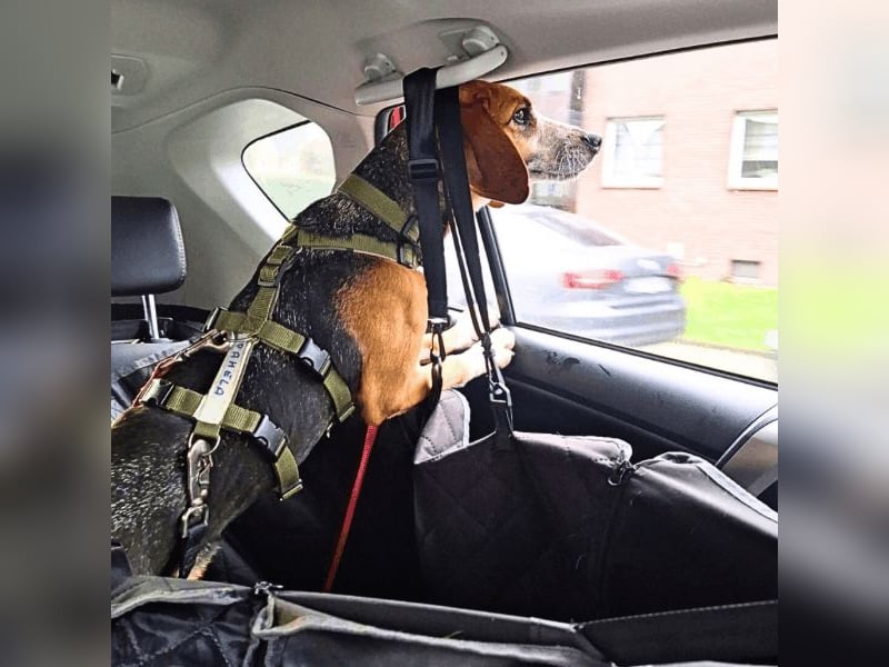 Pamela - Schüchterne Hündin sucht Mutmacher