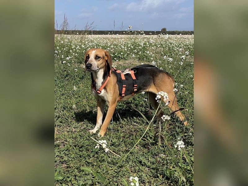 Pamela - (dringend Pflegestelle oder Zuhause gesucht) Schüchterne Hündin sucht Mutmacher