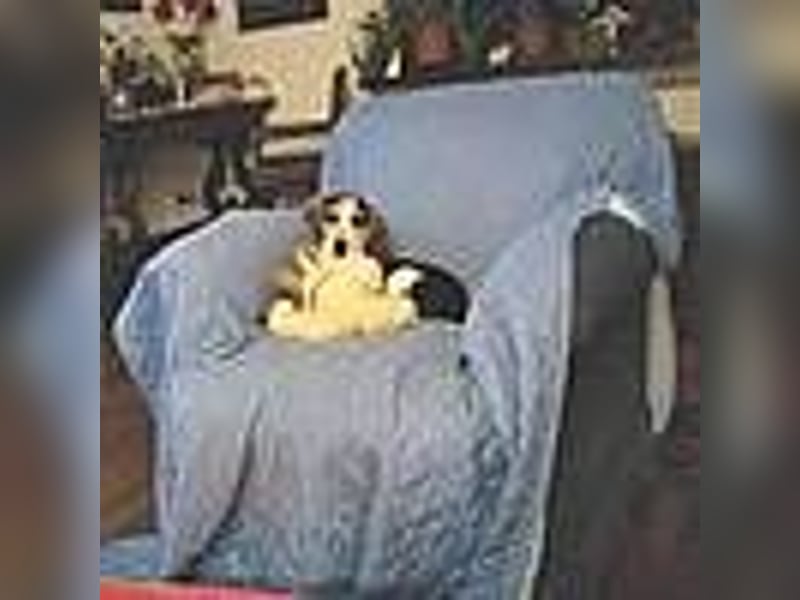 Teresa – Die lebensfrohe Segugio-Hündin sucht ihr Zuhause