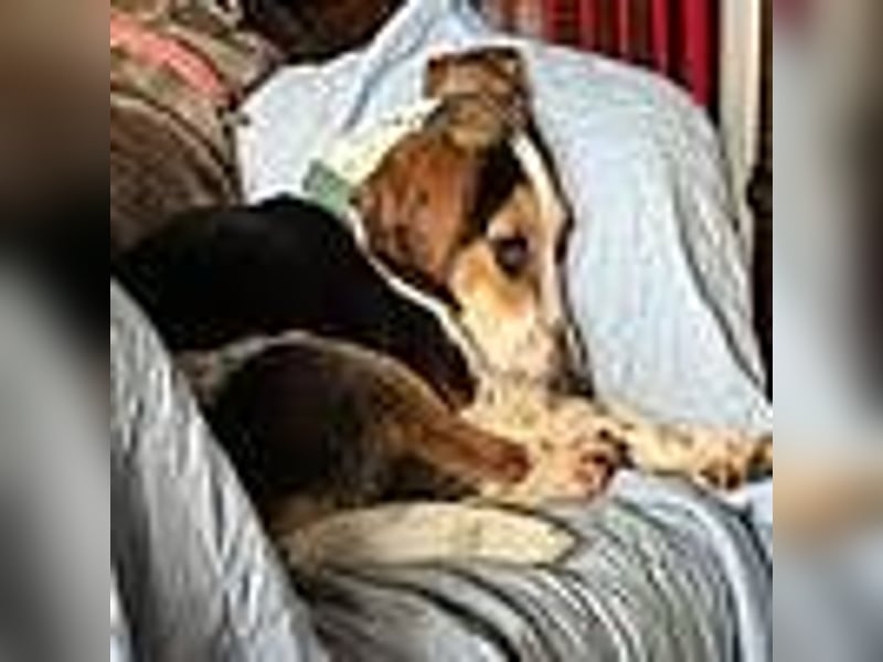 Teresa – Die lebensfrohe Segugio-Hündin sucht ihr Zuhause