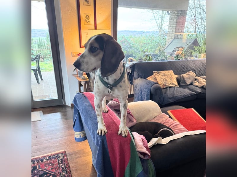 Teresa – Die lebensfrohe Segugio-Hündin sucht ihr Zuhause