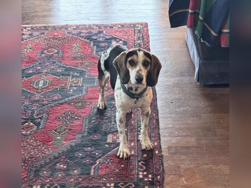 Teresa – Die lebensfrohe Segugio-Hündin sucht ihr Zuhause