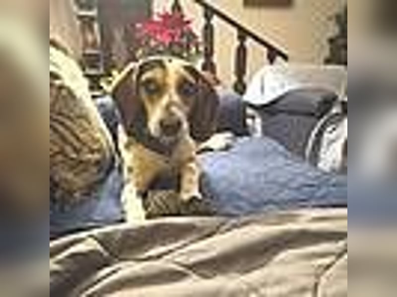 Teresa – Die lebensfrohe Segugio-Hündin sucht ihr Zuhause