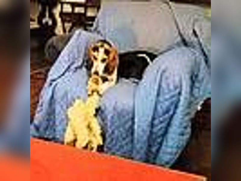 Teresa – Die lebensfrohe Segugio-Hündin sucht ihr Zuhause