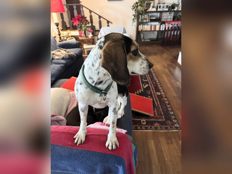 Teresa – Die lebensfrohe Segugio-Hündin sucht ihr Zuhause