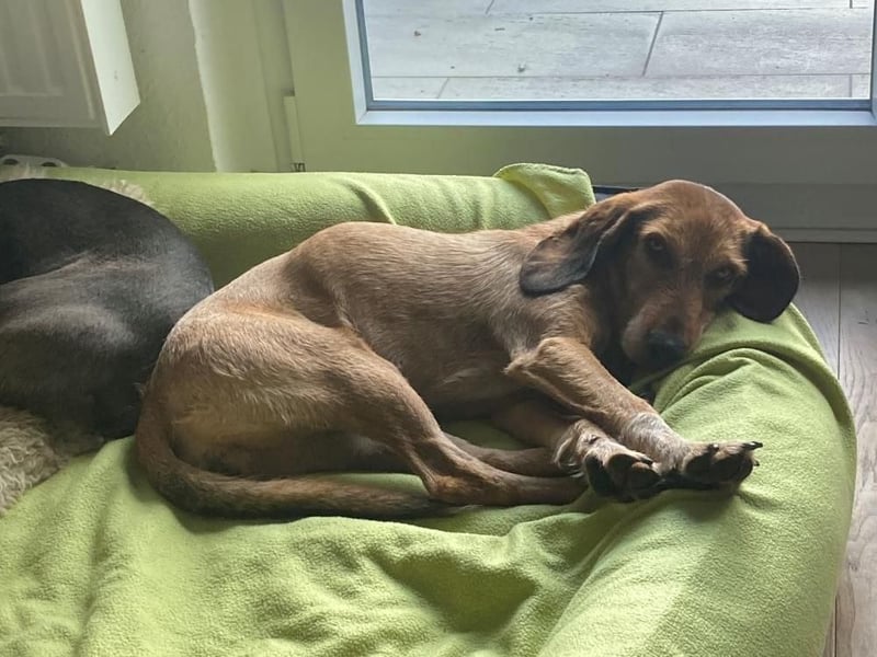 JOY möchte endlich ihr Leben genießen dürfen