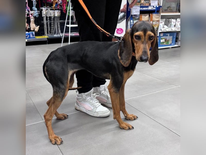 Diana  – zarter,  kleiner Herzenshund auf der Suche nach dem Glück!