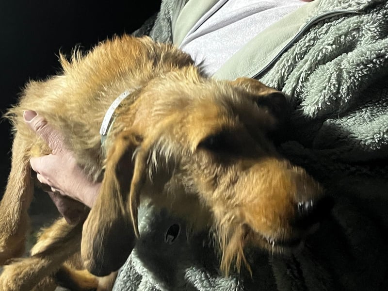 Rina -  zauberhaftes Langohrmädchen liebt Menschen mehr als die Jagd