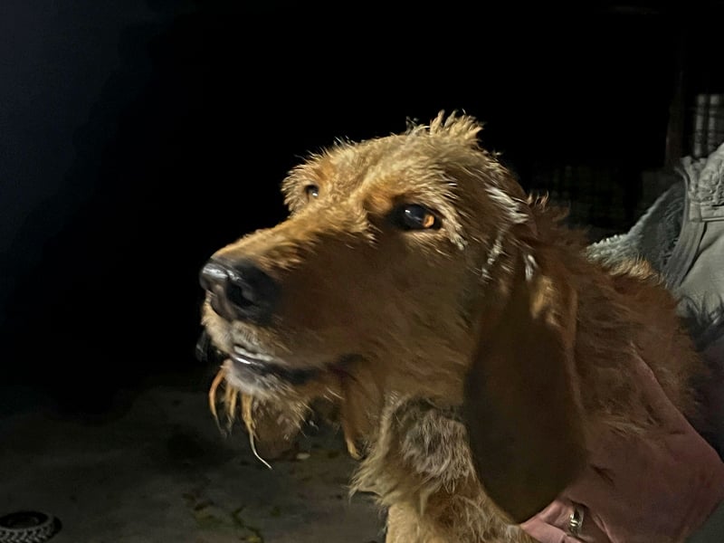 Rina -  zauberhaftes Langohrmädchen liebt Menschen mehr als die Jagd