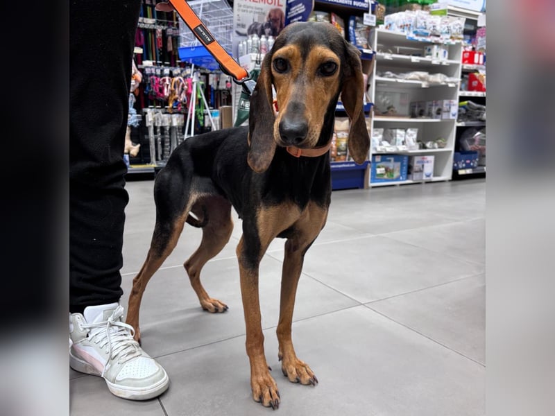 Diana  – zarter,  kleiner Herzenshund auf der Suche nach dem Glück!