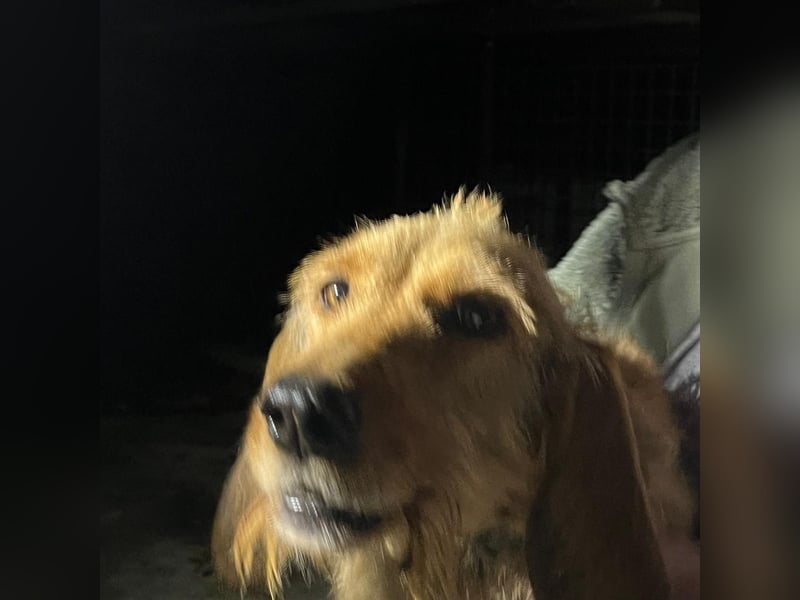 Rina -  zauberhaftes Langohrmädchen liebt Menschen mehr als die Jagd