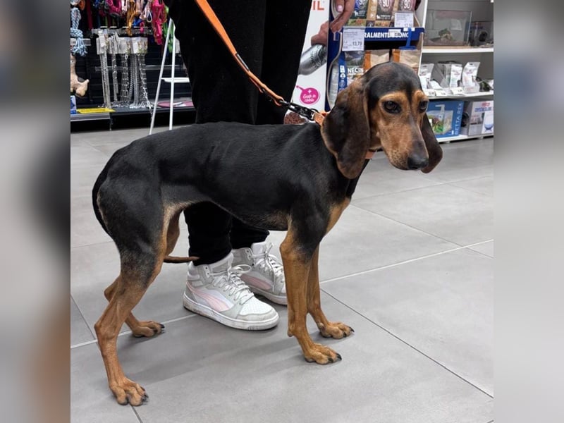 Diana  – zarter,  kleiner Herzenshund auf der Suche nach dem Glück!