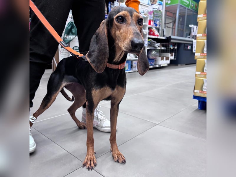 Diana  – zarter,  kleiner Herzenshund auf der Suche nach dem Glück!