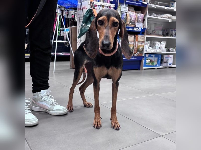 Diana  – zarter,  kleiner Herzenshund auf der Suche nach dem Glück!