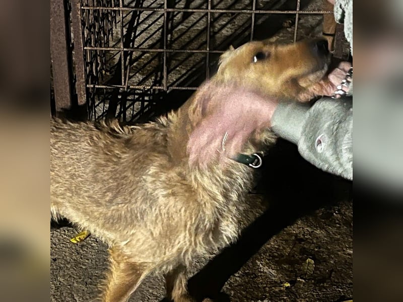 Rina -  zauberhaftes Langohrmädchen liebt Menschen mehr als die Jagd