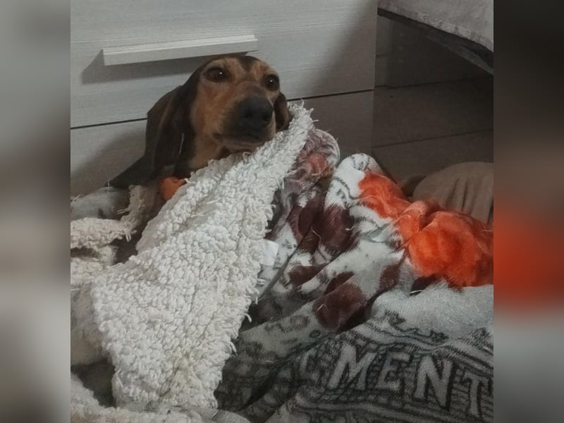 Diana  – zarter,  kleiner Herzenshund auf der Suche nach dem Glück!