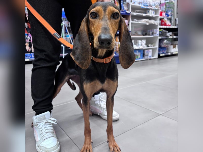 Diana  – zarter,  kleiner Herzenshund auf der Suche nach dem Glück!