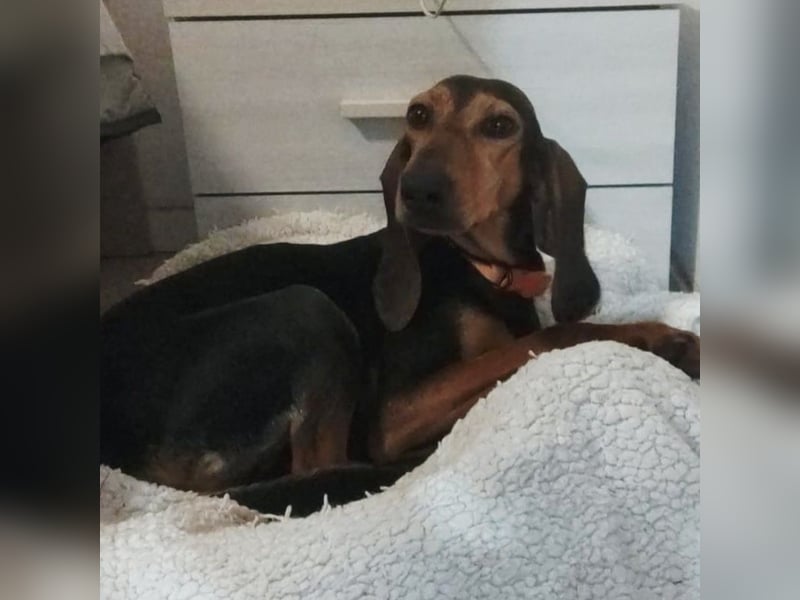 Diana  – zarter,  kleiner Herzenshund auf der Suche nach dem Glück!