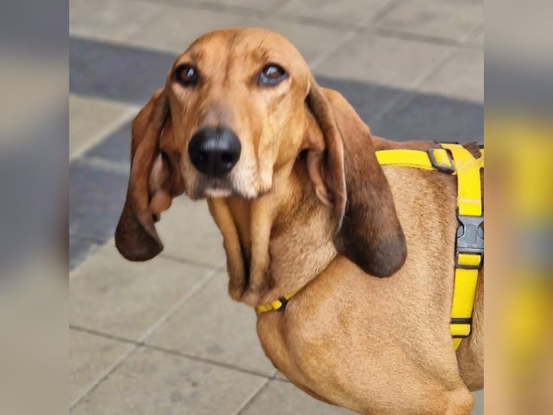 Watson - Traumtyp gesucht? Ein Begleiter für Wald, Wiesen, Sofa und Büro? Dann lerne Watson kennen.