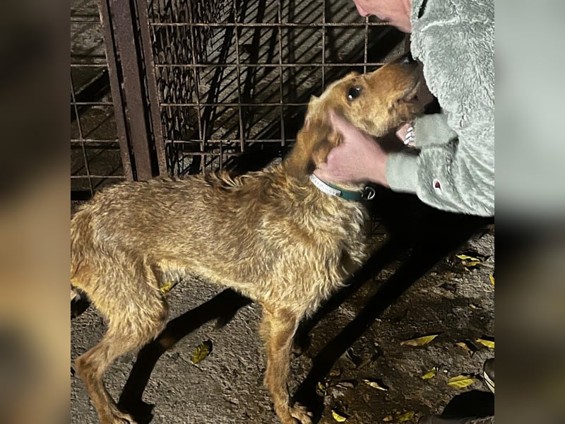Rina -  zauberhaftes Langohrmädchen liebt Menschen mehr als die Jagd
