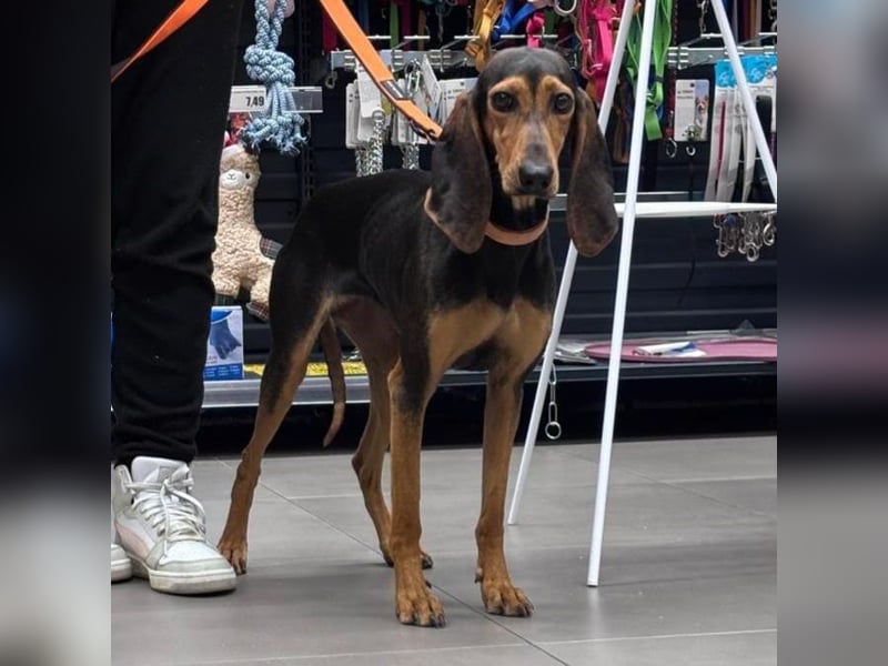 Diana  – zarter,  kleiner Herzenshund auf der Suche nach dem Glück!