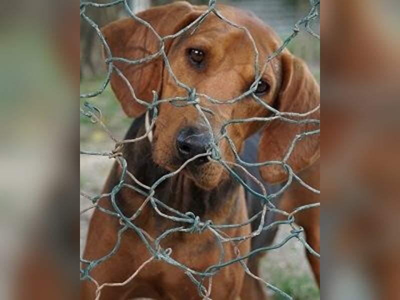 Balto - begeisterter Schnüffler sucht Fährtenleger