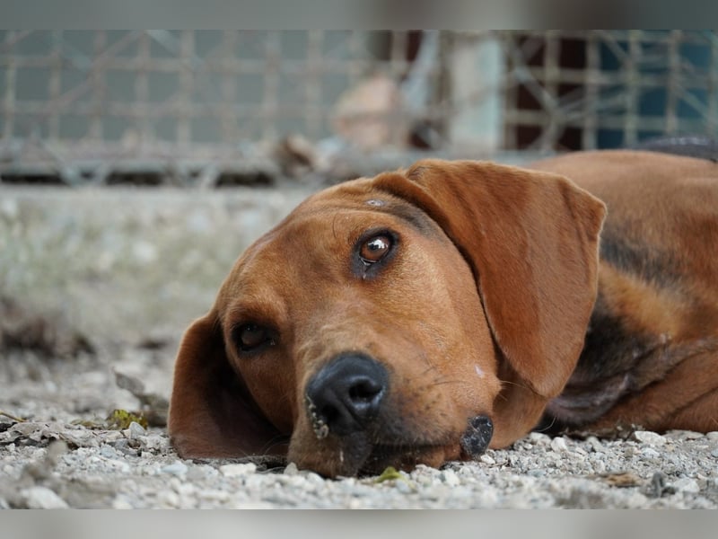 Balto - Freundlicher Segugio auf der Suche nach Nähe und einem verlässlichen Zuhause