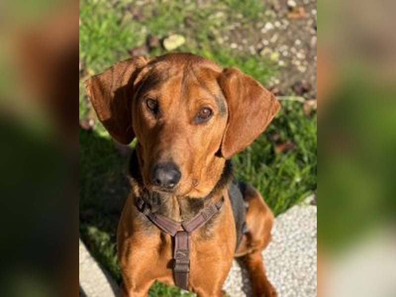 Balto - Freundlicher Segugio auf der Suche nach Nähe und einem verlässlichen Zuhause