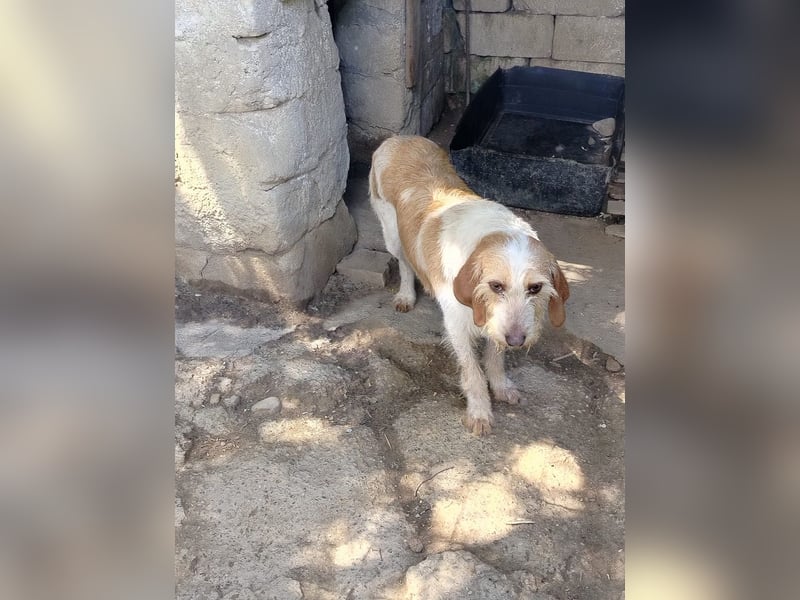 Pluto - (Dringend Zuhause oder Pflegestelle gesucht) Berufswunsch: Glückspilz