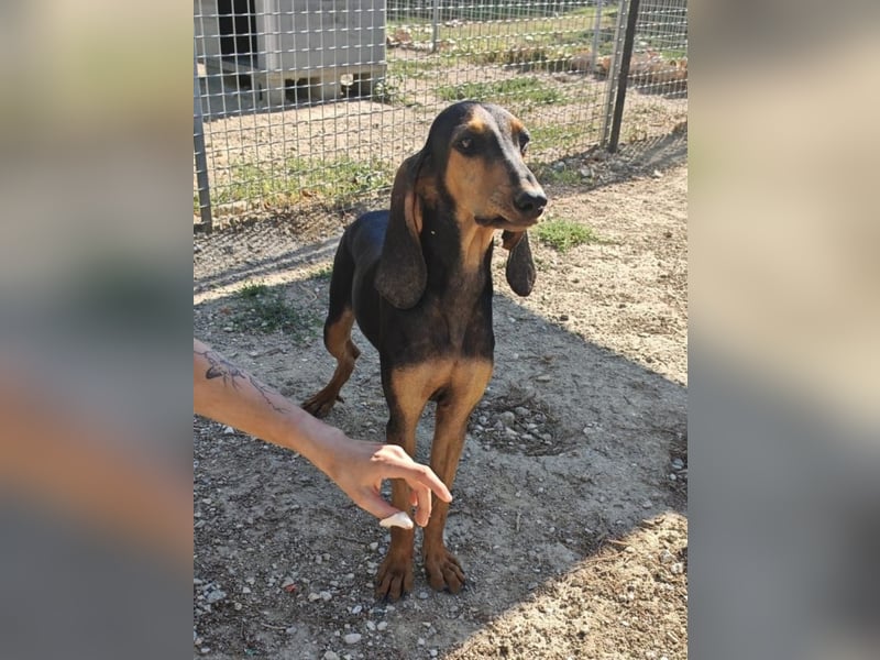 Brando - Ein erstes richtiges Daheim gesucht