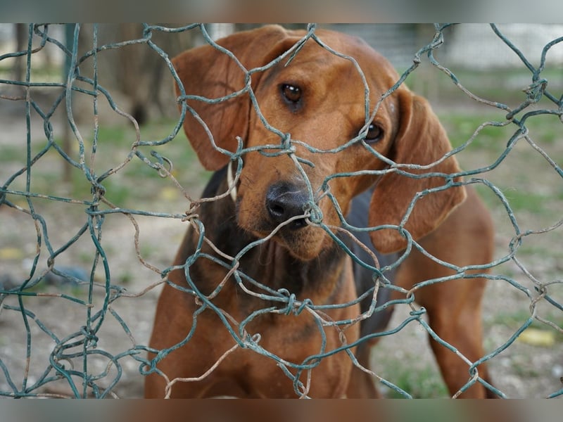 Balto - Freundlicher Segugio auf der Suche nach Nähe und einem verlässlichen Zuhause