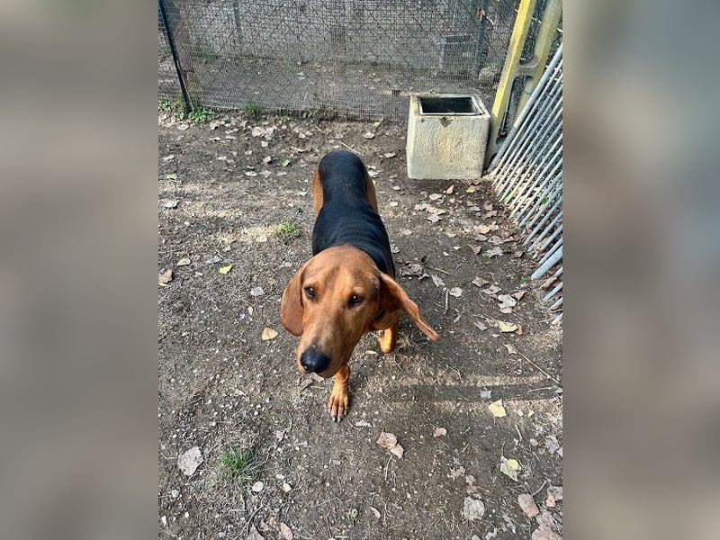 Balto - Freundlicher Segugio auf der Suche nach Nähe und einem verlässlichen Zuhause