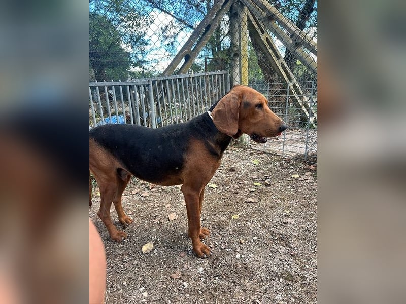 Balto - Freundlicher Segugio auf der Suche nach Nähe und einem verlässlichen Zuhause