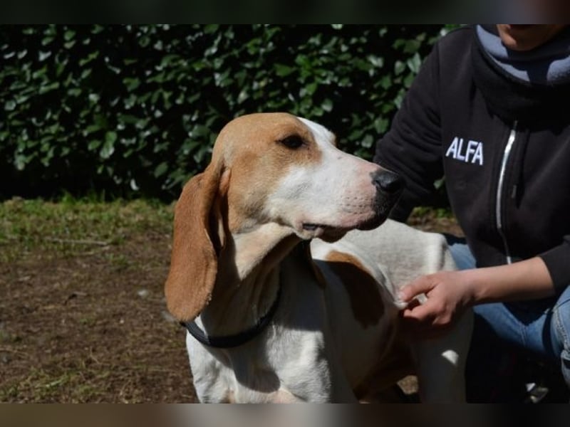 Deva - Die Sache mit dem Regen, der Traufe und einem Leben