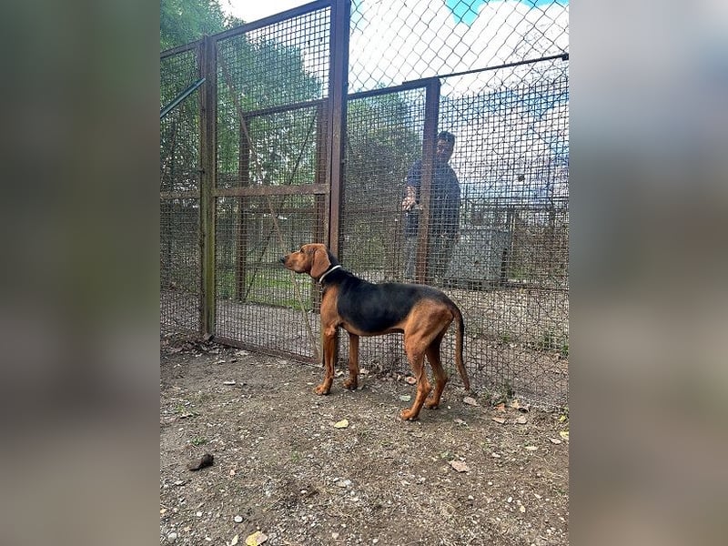 Balto - Freundlicher Segugio auf der Suche nach Nähe und einem verlässlichen Zuhause