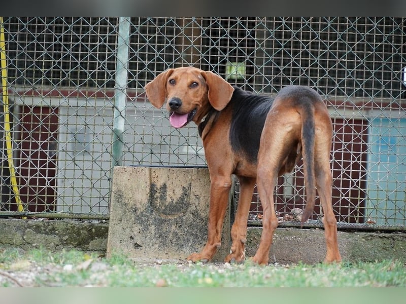 Balto - Freundlicher Segugio auf der Suche nach Nähe und einem verlässlichen Zuhause