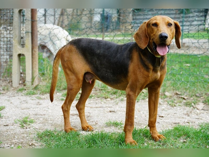 Balto - Freundlicher Segugio auf der Suche nach Nähe und einem verlässlichen Zuhause