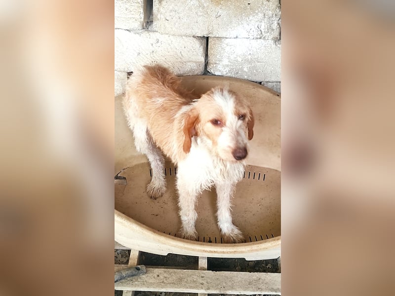 Pluto - Berufswunsch: Glückspilz