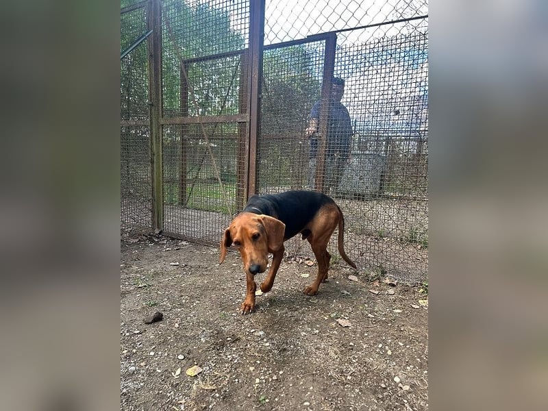 Balto - Freundlicher Segugio auf der Suche nach Nähe und einem verlässlichen Zuhause