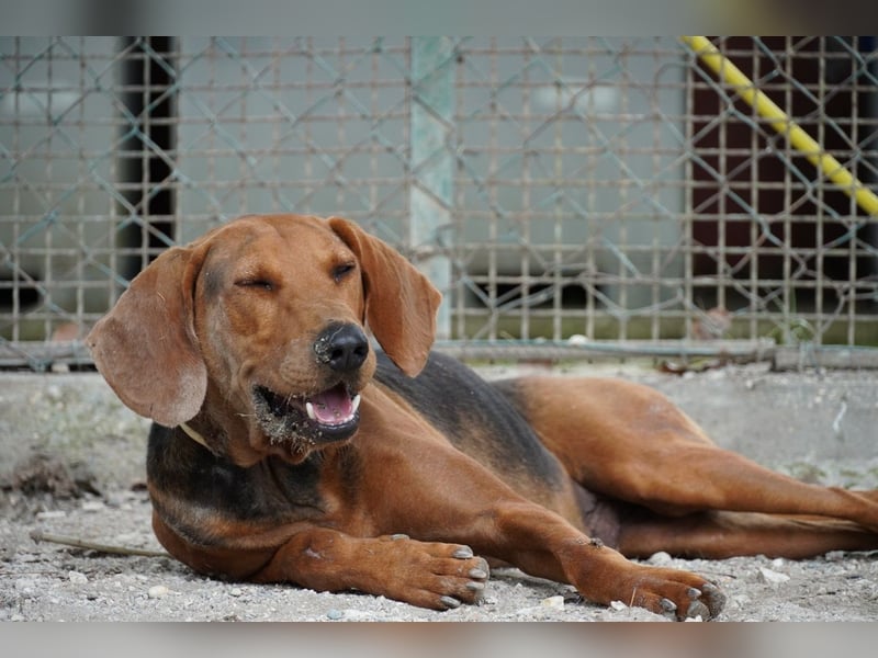 Balto - Freundlicher Segugio auf der Suche nach Nähe und einem verlässlichen Zuhause