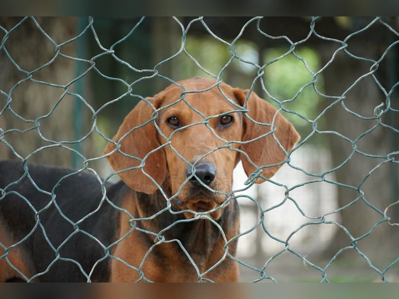 Balto - Freundlicher Segugio auf der Suche nach Nähe und einem verlässlichen Zuhause