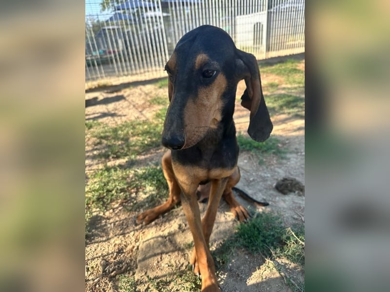 Brando - Ein erstes richtiges Daheim gesucht