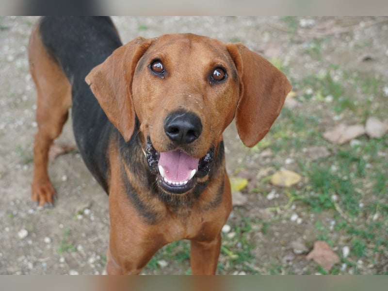 Balto - Freundlicher Segugio auf der Suche nach Nähe und einem verlässlichen Zuhause