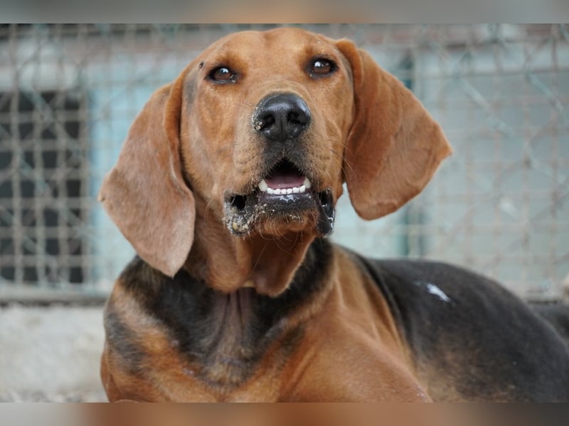 Balto - Freundlicher Segugio auf der Suche nach Nähe und einem verlässlichen Zuhause