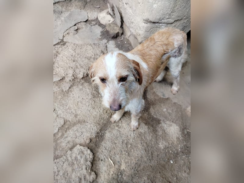 Pluto - Berufswunsch: Glückspilz