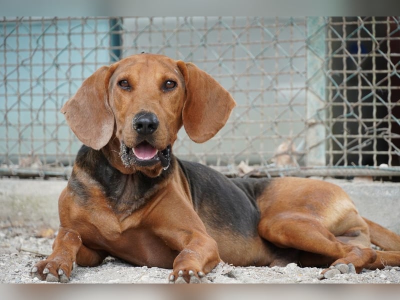 Balto - Freundlicher Segugio auf der Suche nach Nähe und einem verlässlichen Zuhause