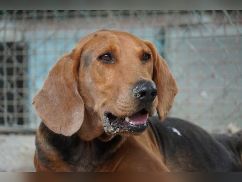 Balto - begeisterter Schnüffler sucht Fährtenleger