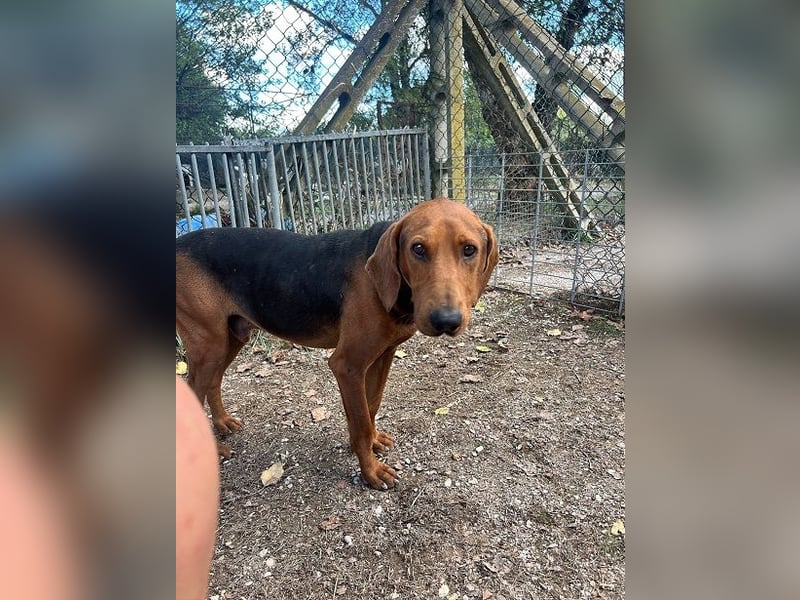 Balto - Freundlicher Segugio auf der Suche nach Nähe und einem verlässlichen Zuhause