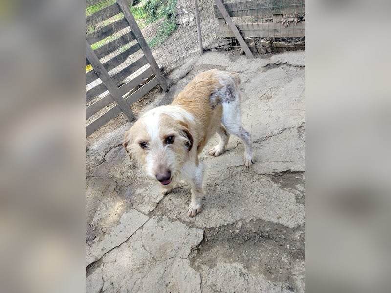 Pluto - (Dringend Zuhause oder Pflegestelle gesucht) Berufswunsch: Glückspilz