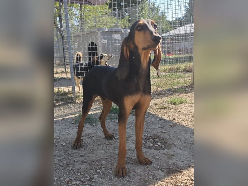 Brando - Ein erstes richtiges Daheim gesucht